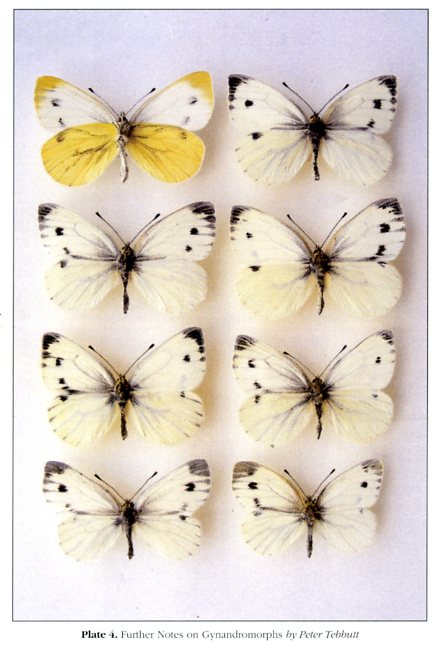 Pieris napi (collection, gynandromorphs) (Internet Image property of respective owner, non-commercial use only)